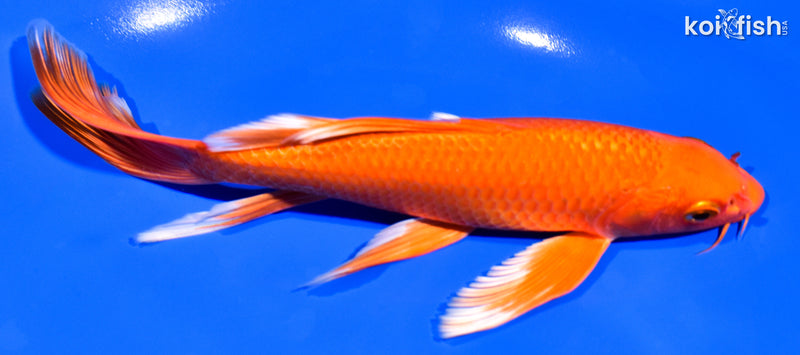 7.25" ORENJI OGON BUTTERFLY