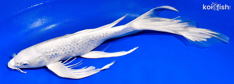 14.25" GINRIN PLATINUM OGON BUTTERFLY