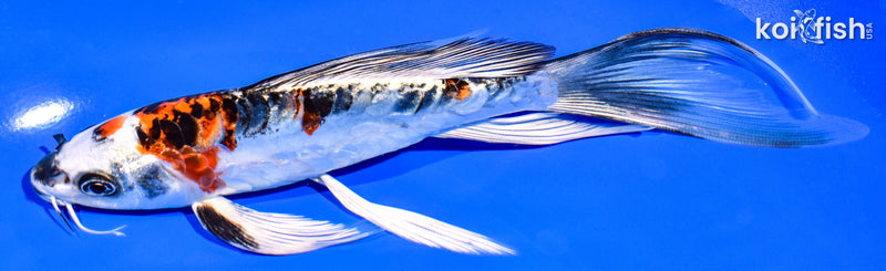 7.75" BENI KIKOKURYU BUTTERFLY