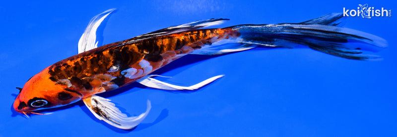 7" BENI KIKOKURYU BUTTERFLY