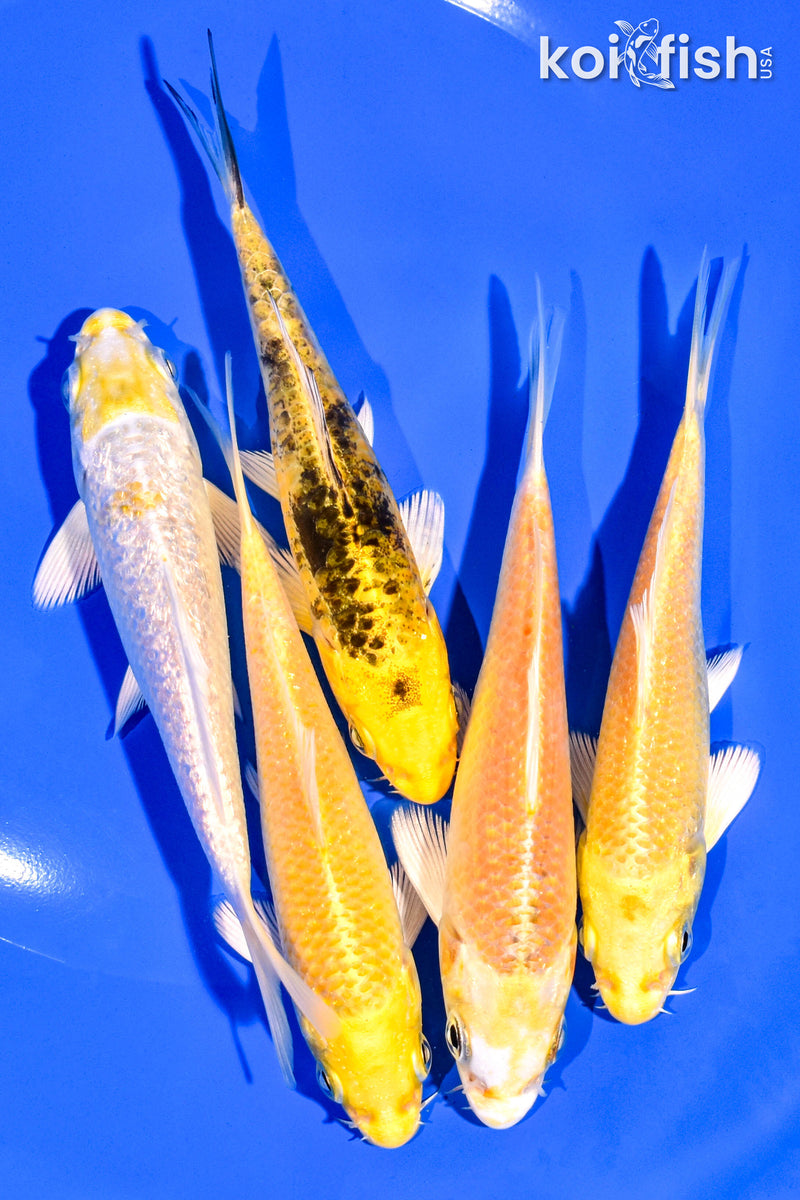 PACK OF (5) 4-5" STANDARD KOI