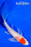 4.25" HARIWAKE BUTTERFLY