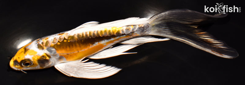 7" KIN KIKOKURYU BUTTERFLY