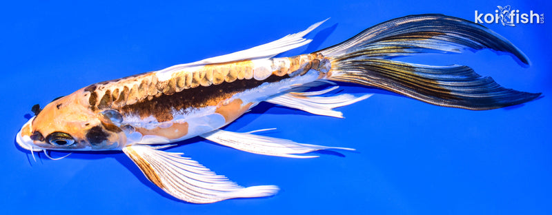 8.75" KIN KIKOKURYU BUTTERFLY