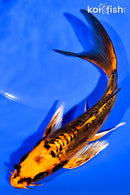 6.75" BENI KIKOKURYU BUTTERFLY