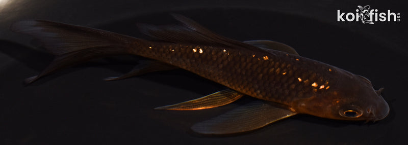 3.75" GINRIN CHAGOI BUTTERFLY