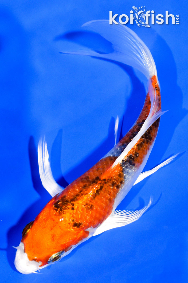 5.25" YAMATO NISHIKI BUTTERFLY