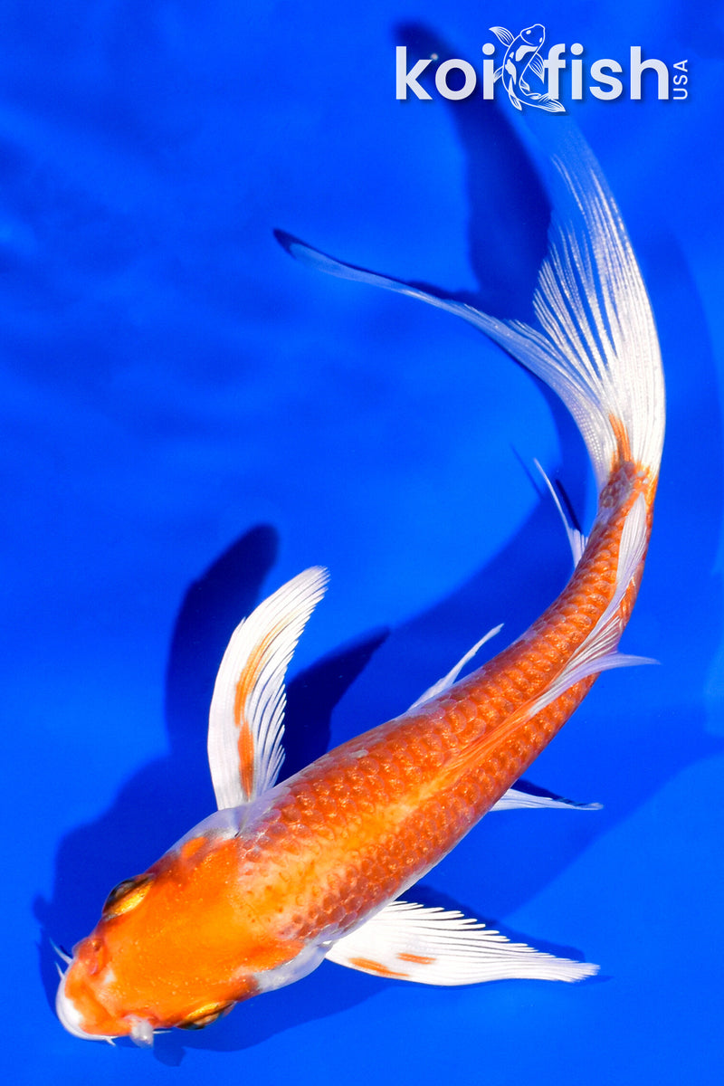 5.25" HARIWAKE BUTTERFLY