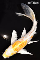 7.75" HARIWAKE BUTTERFLY