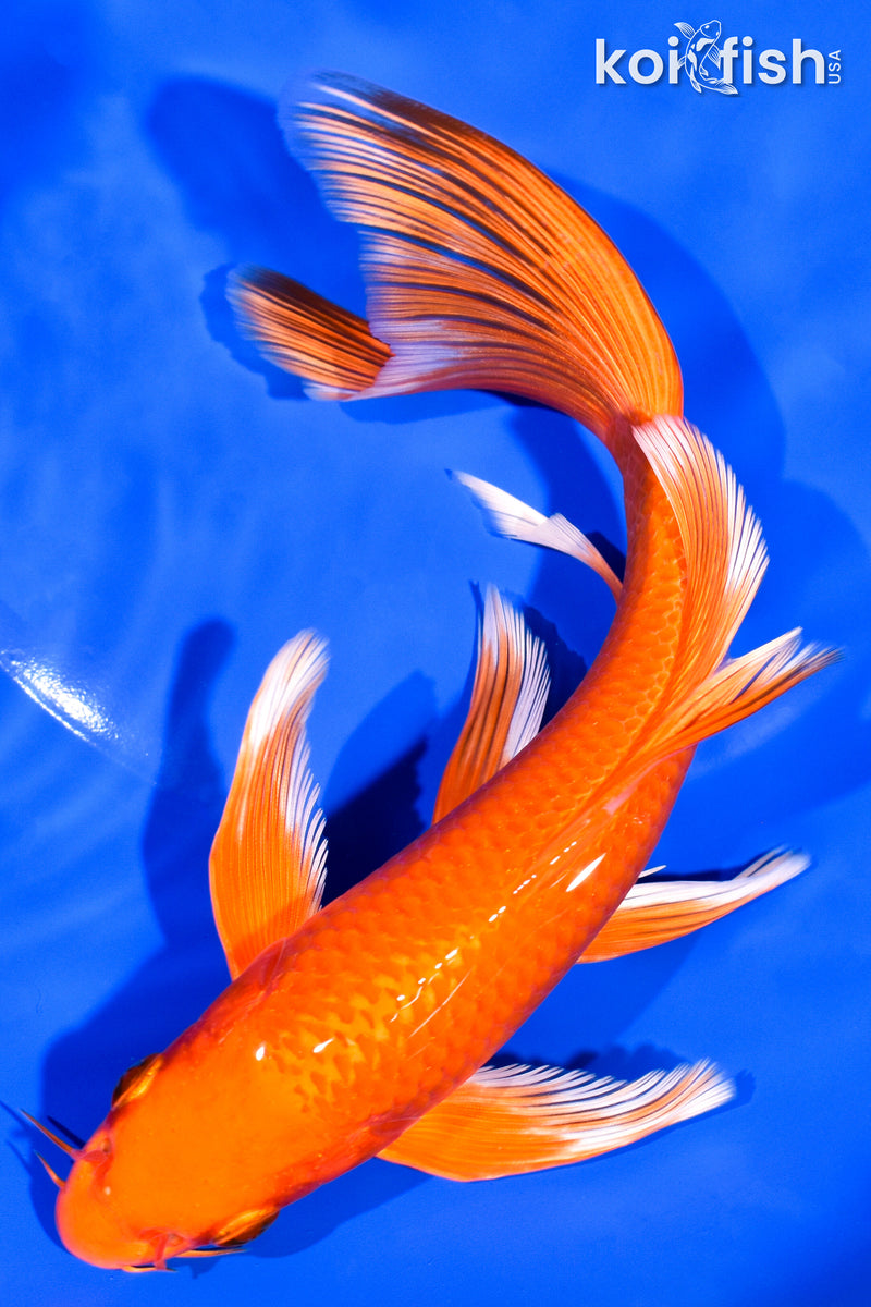 7.25" ORENJI OGON BUTTERFLY