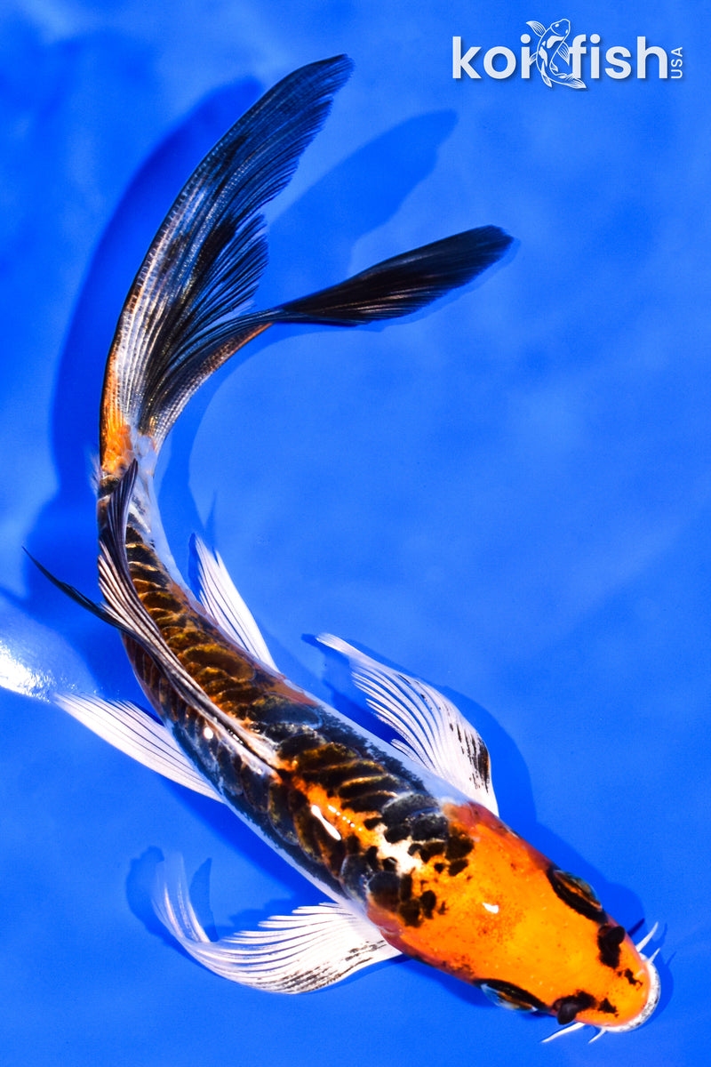 6.25" BENI KIKOKURYU BUTTERFLY