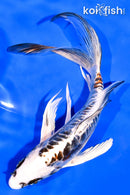 7.5" BENI KIKOKURYU BUTTERFLY