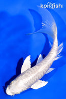 5.5" DOITSU PLATINUM OGON BUTTERFLY