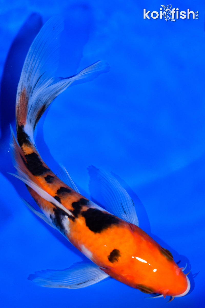 6.5" SANKE BUTTERFLY