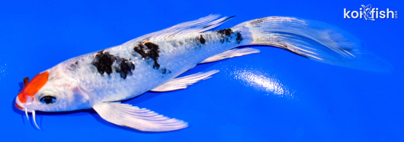 5.5" KUCHIBENI YAMATO NISHIKI BUTTERFLY