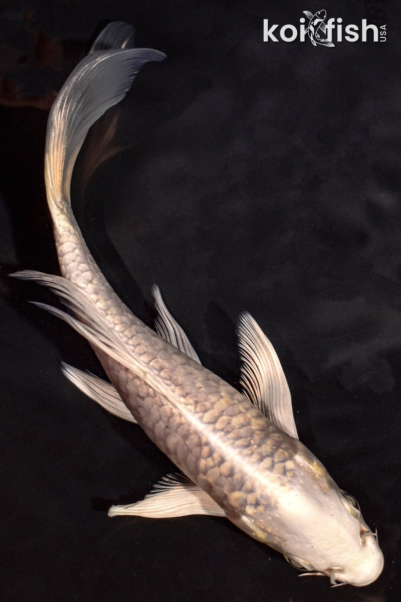 6" PLATINUM OGON BUTTERFLY