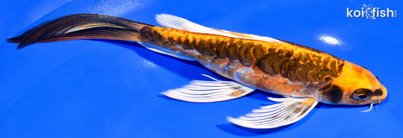 8.5" KIN KIKOKURYU BUTTERFLY