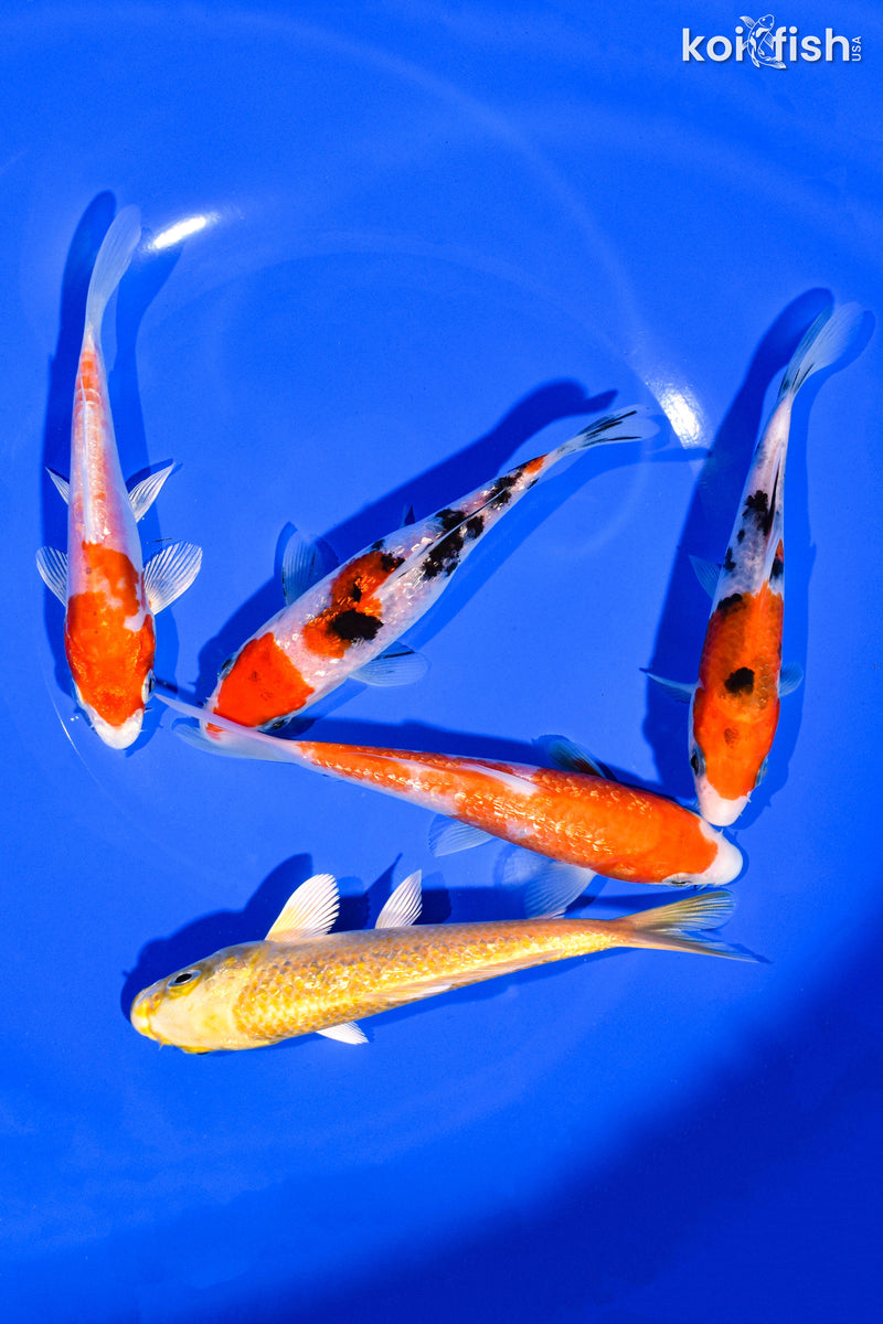 PACK OF (5) 4-5" STANDARD KOI