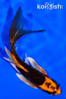 4.5" DOITSU ORENJI MATSUBA BUTTERFLY