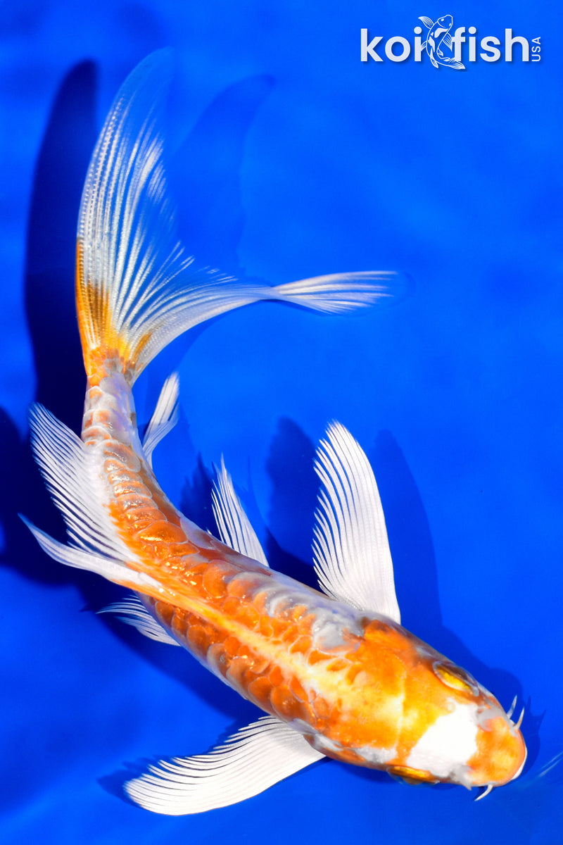 5.5" ARAGOKE KIKUSUI BUTTERFLY