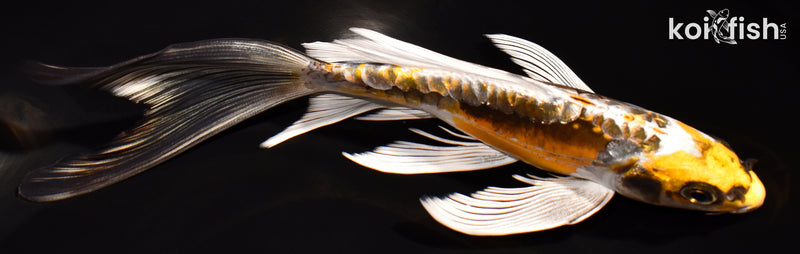 7" KIN KIKOKURYU BUTTERFLY