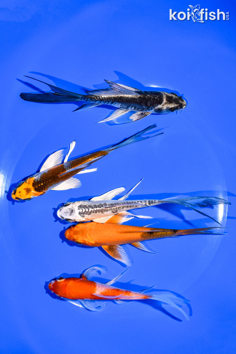 PACK OF (5) 3-4" BUTTERFLY KOI