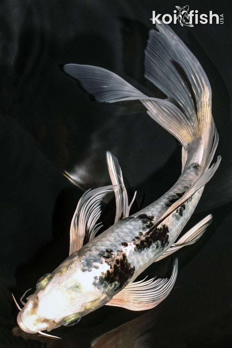 8" GIN SHIRO BEKKO BUTTERFLY