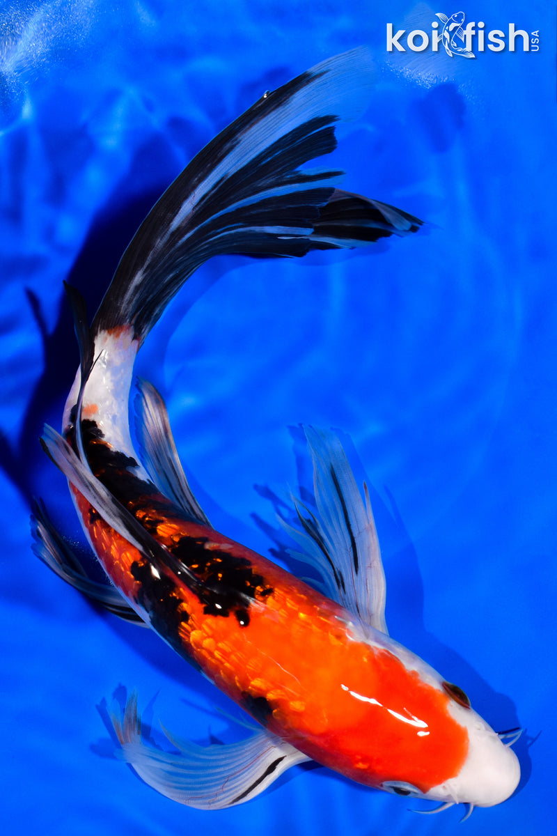 11.5" GINRIN SANKE BUTTERFLY