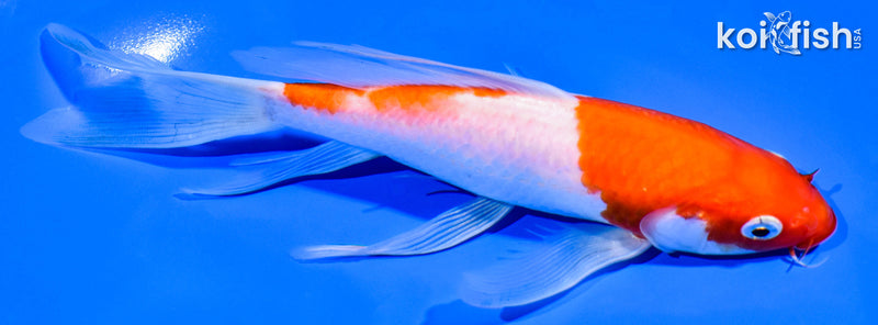 7" KOHAKU BUTTERFLY
