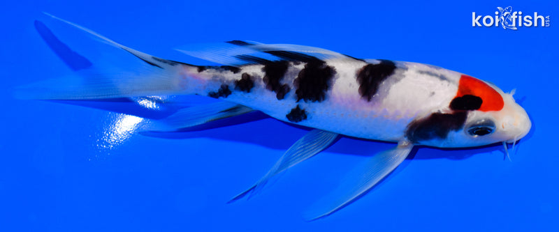 5.25" TANCHO SANKE BUTTERFLY