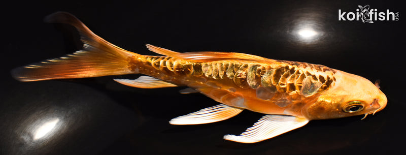 5.5" DOITSU KI MATSUBA BUTTERFLY