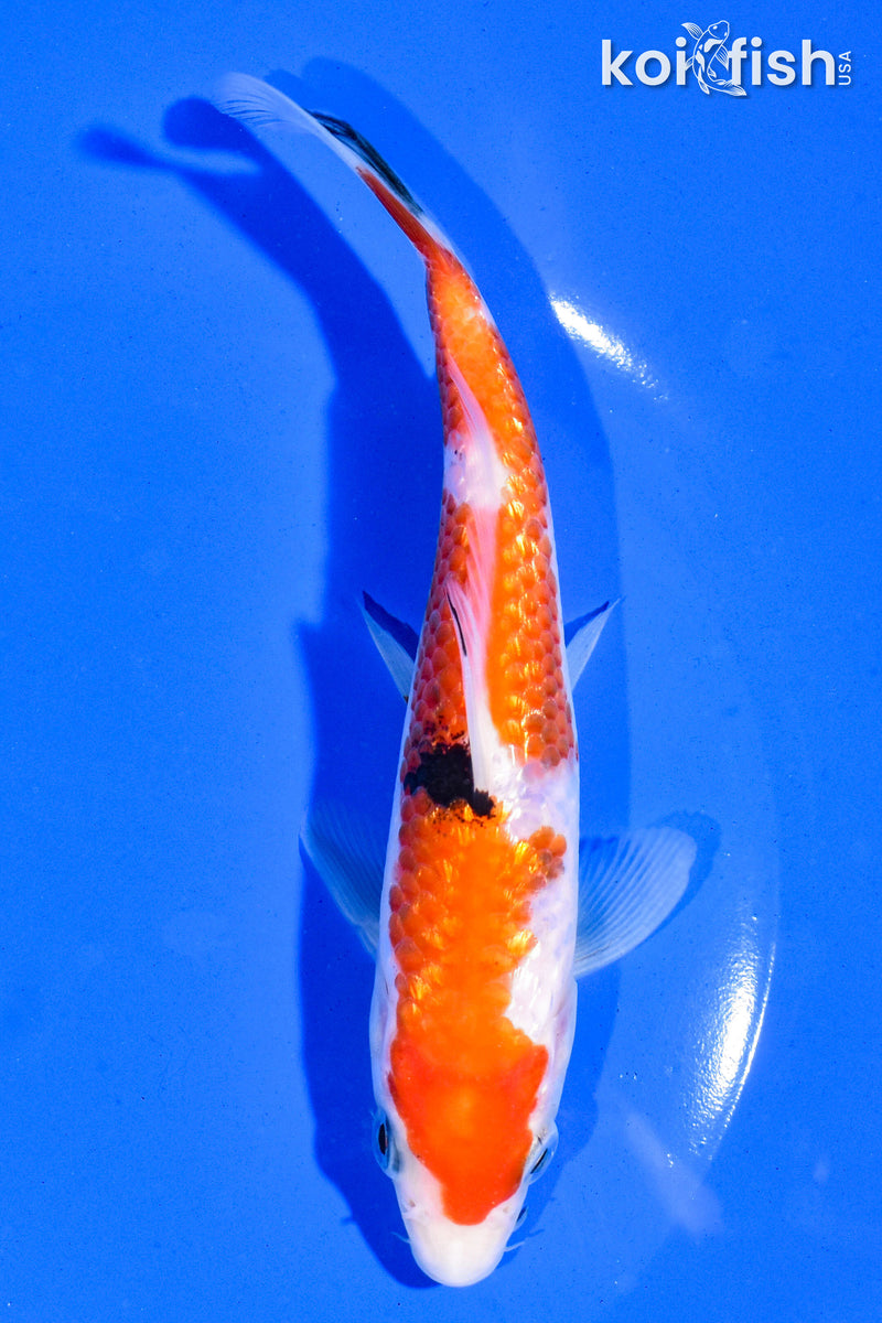 6.5" GINRIN SANKE