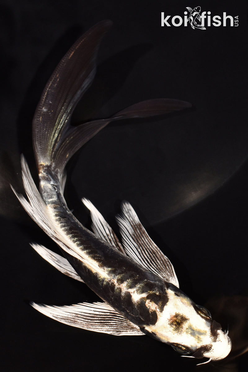 6.25" KIKOKURYU BUTTERFLY