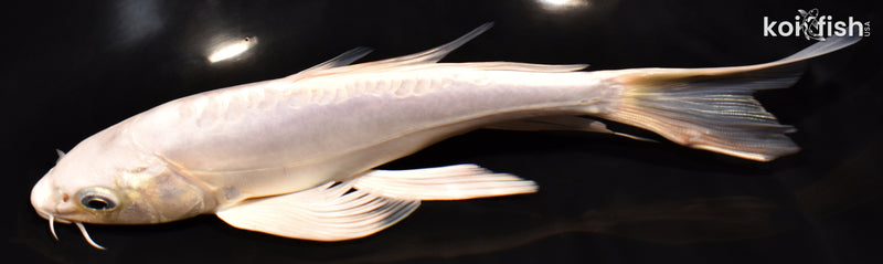7.5" DOITSU PLATINUM OGON BUTTERFLY