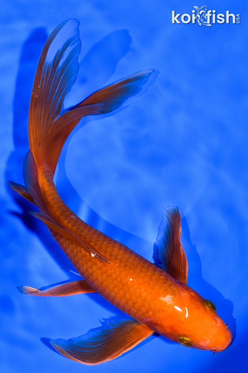 8" CHAGOI BUTTERFLY