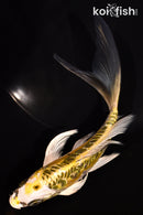 6.25" ARAGOKE KUJAKU BUTTERFLY