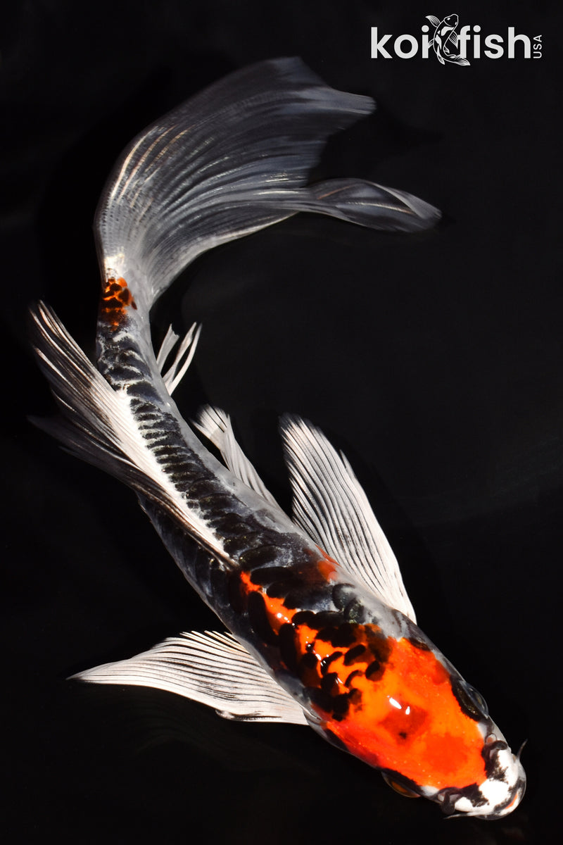 7.25" BENI KIKOKURYU BUTTERFLY