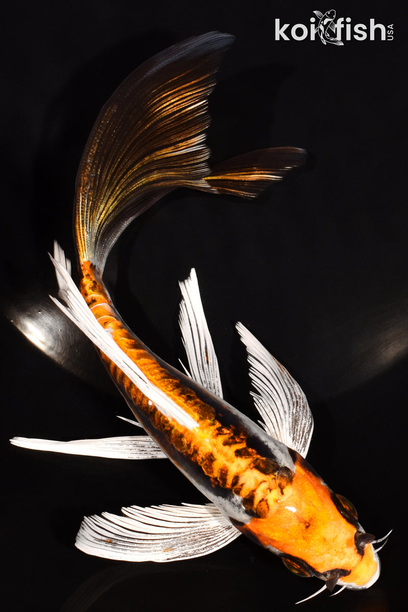 7" BENI KIKOKURYU BUTTERFLY