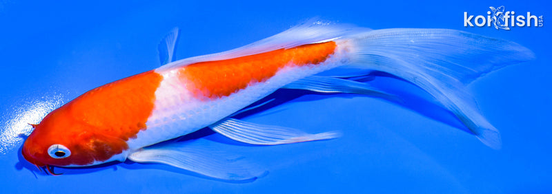 7" KOHAKU BUTTERFLY