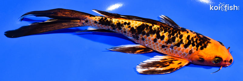 8" ORENJI BEKKO BUTTERFLY