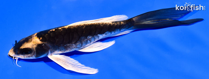 6.25" KABUTO BUTTERFLY