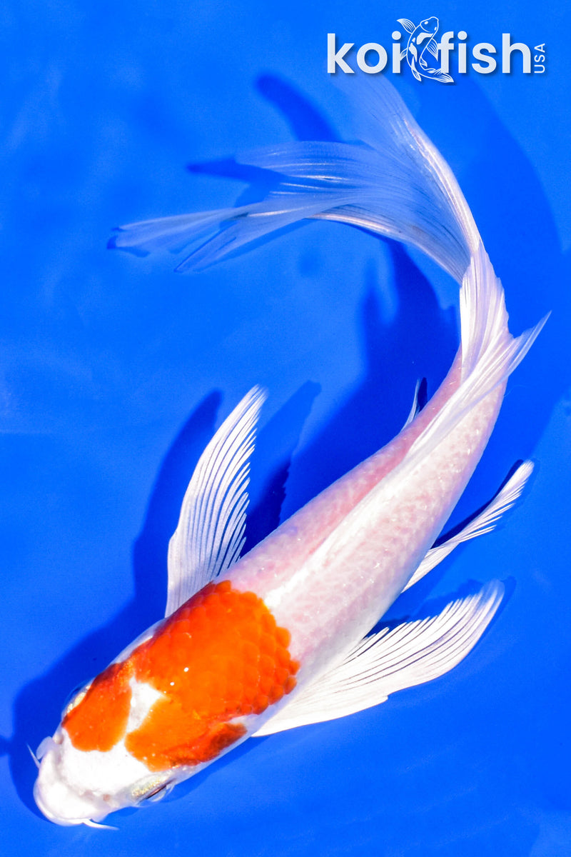 6.75" HARIWAKE BUTTERFLY
