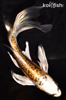 7.5" GINRIN KIN KIKOKURYU BUTTERFLY