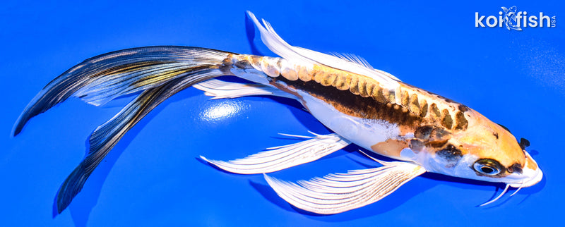 8.75" KIN KIKOKURYU BUTTERFLY