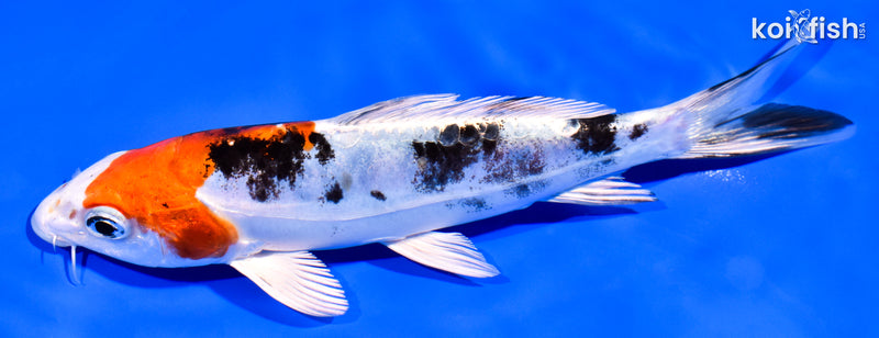 6.5" HEISEI NISHIKI
