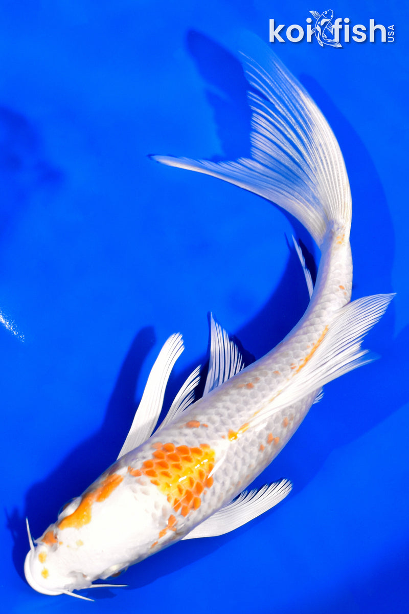 7.5" HARIWAKE BUTTERFLY