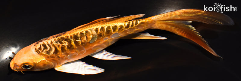 5.5" DOITSU KI MATSUBA BUTTERFLY