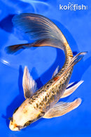 6.75" GINRIN ARAGOKE KI MATSUBA BUTTERFLY