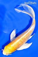 7.5" GINRIN HARIWAKE BUTTERFLY