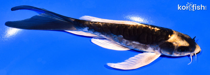 6.25" KABUTO BUTTERFLY